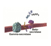 MOUSE sAPPBETA-WT ELISA KIT, (2.87pg/ml sensitivity, Soluble Amyloid Precursor Protein Beta ELISA, sappb; IBL 27416)